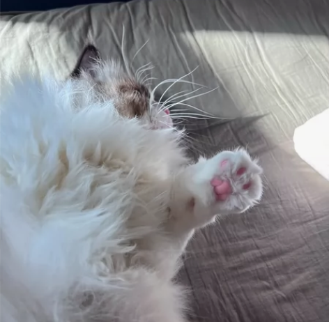 十斤的大胖猫，海双布偶，爆毛，非常可爱，家里原因养不了了，以...