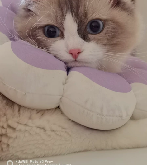 虽然早早就移情别恋了40Pro+，但还是忘...