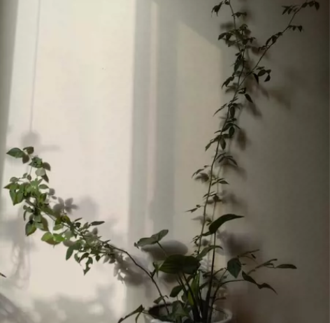 她就象个灰姑娘，等待着一片肥沃的土地和疼爱...