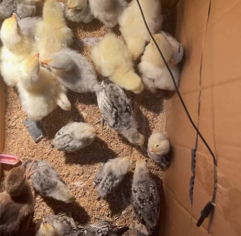 出售婆罗门苗，波兰鸡苗，薰衣草科钦球苗 感...