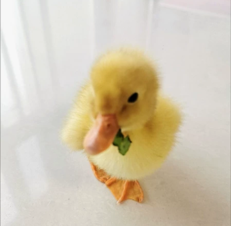 柯尔鸭，柯尔鸭，鸭爸爸嘴巴2.6多一点，鸭...