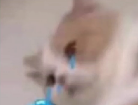 光遇白鸟 号主自出 伪三全鸟 微瑕几个返场...