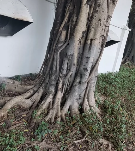 魅族17 黑不拉几 无磨损，无内忧，无外患...