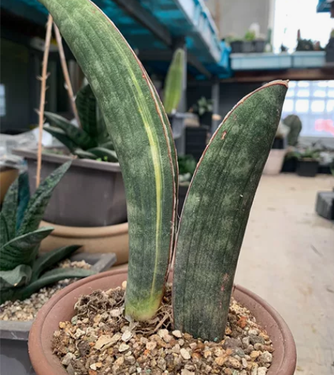 棒球杆少锦一物一拍，短胖的感觉。 感兴趣的...