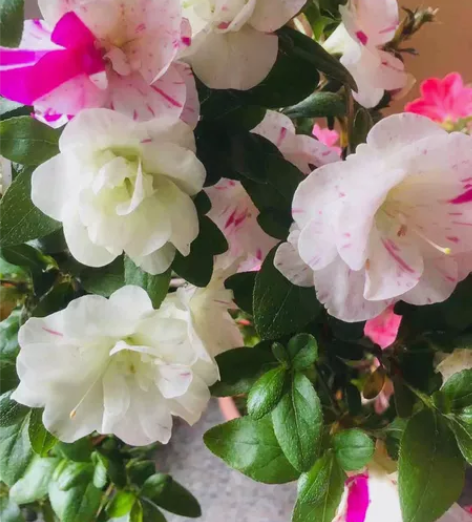 日本皋月杜鹃花 原生素材苗，品种上百个，可...