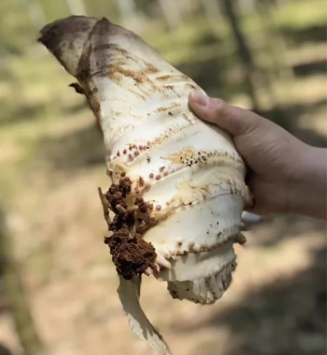 宜兴太华冬笋！ 自己家山上的笋，需要的私聊...