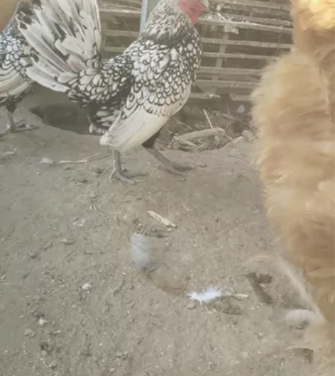 巨型球，波兰鸡，，种蛋出售 感兴趣的话点“...