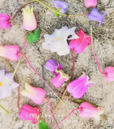 铁线莲#铃铛铁线莲#半出坑， 铃铛铁线莲品...