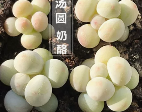 韩版手指奶酪汤圆多肉植物盆栽糖豆迷你超萌办...