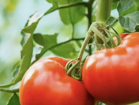 番茄免费小说 番茄畅听 vip年卡季卡月卡...