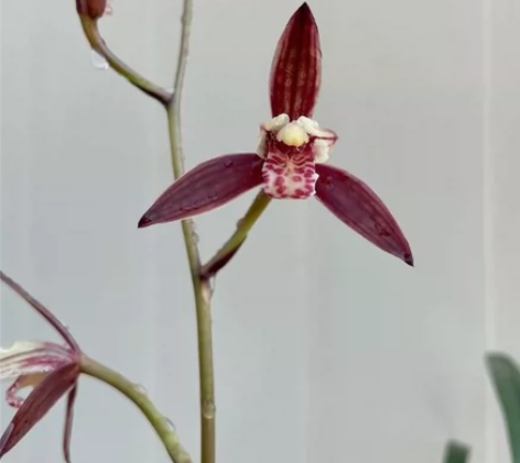 年底回馈兰友，建兰日月红效漏！ 品名:四季...