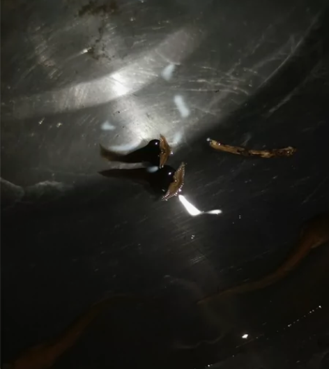 宠物蛙 莽山角蟾瑶山亚种蝌蚪角蟾蝌蚪50一...