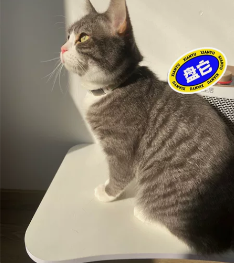 春节不休息～福州 宠物上门喂猫/春节假期出...