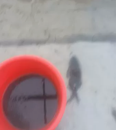 泰蛙批发泰蛙种蛙批发虎纹蛙种蛙批发 感兴趣...