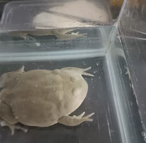 小丑蛙5~6cm公母未分玩家饲养，百分百开口。 感兴趣的话点...