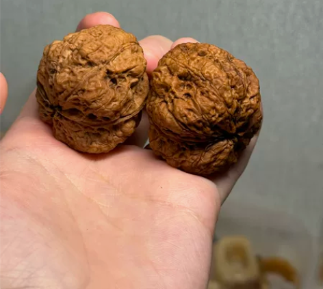 矮蛙大肥蛙铁核桃福利随单20r 蟾型炸裂 ...