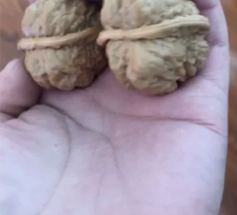 文玩核桃  蛤蟆头大肉蛙 边41 肚43 ...