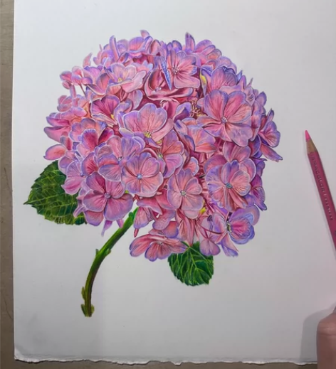 彩铅画，绣球，起型到上色，纯手绘。不容易 ...