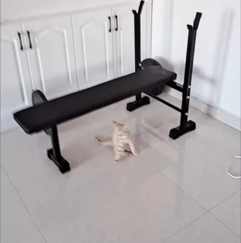 闲置出 卧推架?卧推凳子一体 一套全新 年...