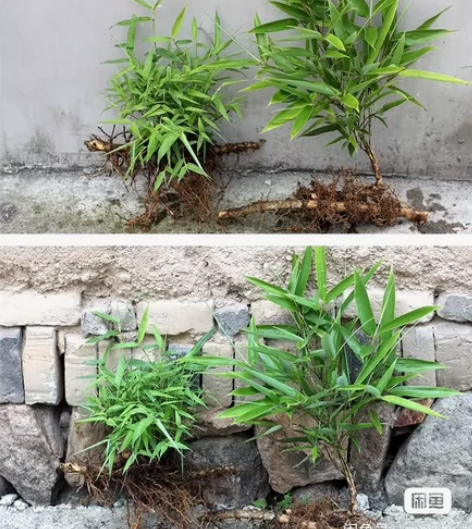竹苗 四季常青竹，麻竹，苦竹，金竹，四季竹...