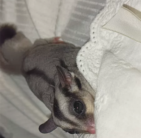 家养蜜袋鼯，因在外上学无法照顾打包出所有 ...