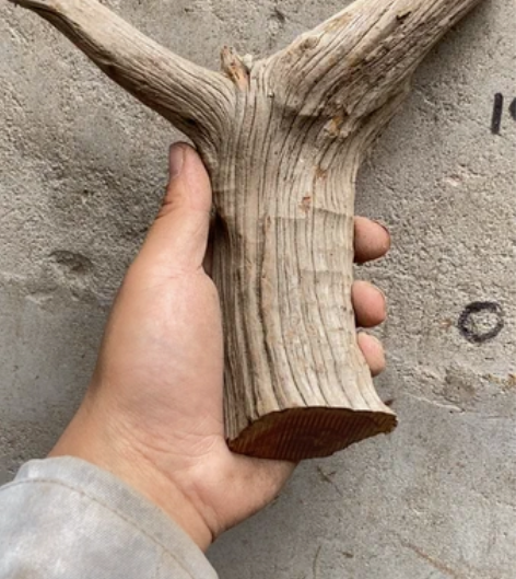 太行崖柏毛料，高17，260g，水泥骨唬皮...