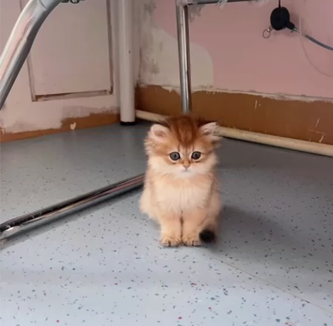 琼瑶脸～葱头妹妹 委委屈屈，好喜欢她 两个...