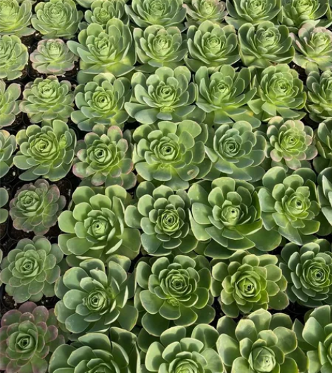 山地玫瑰多肉植物 正版货品 非市场大徒货 ...