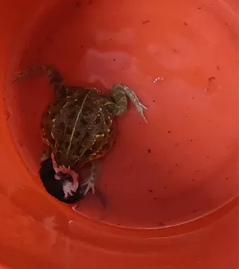 非洲牛蛙 感兴趣的话点“我想要”和我私聊吧...