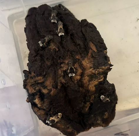 鸟屎树蛙苗 50一个 两个起卖 批发价优 ...