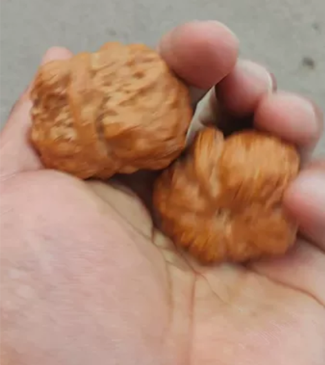 哈蟆头，大肉蛙，尺寸边40肚43.赔钱出 ...