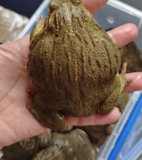 非洲牛蛙，非洲箱头蛙，一年半带卵非牛母，一...