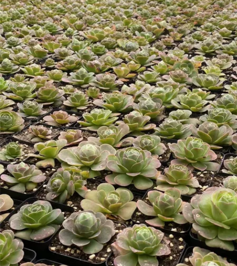 山地玫瑰多肉植物 手机原相机拍摄 帕尔玛桃...