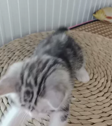 美短起司弟弟,正八开脸,花纹对称、川字背,...