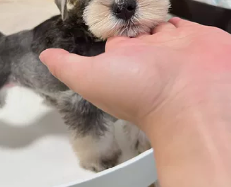 【出售】两个月雪纳瑞弟弟 两个月大的椒盐雪...