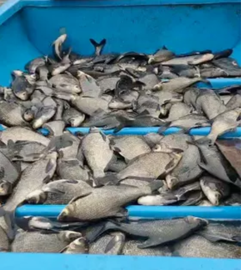 太平湖清水鳊鱼 正宗太平湖产地 品质绝对优...