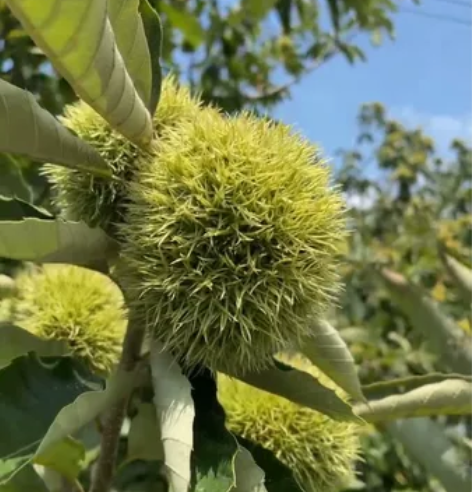 板栗季,宜兴太华富硒地板栗,江浙沪5斤45...