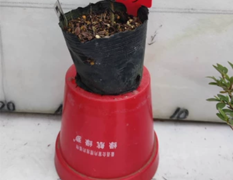 雾岛系慕情，花色很仙，北方养殖，158包邮...