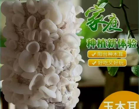 可食用白玉木耳菌种家庭室内外多肉盆栽蘑菇菌...