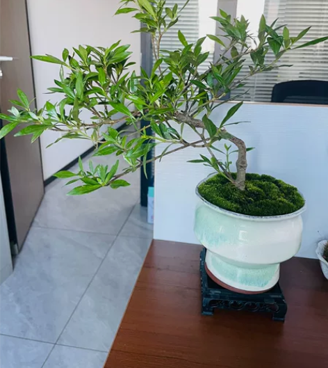 飘枝小叶重瓣桅，仅自提 感兴趣的话点“我想...