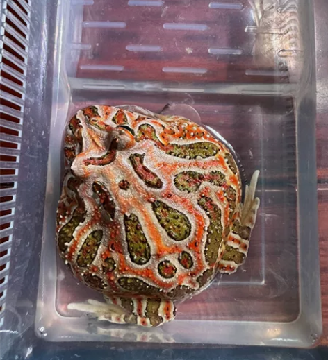 南美角蛙 巧克力原色 9厘米成体 公  刚...