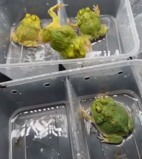 小河马秘鲁角蛙 一批全是顿嘴的秘鲁，非常可...