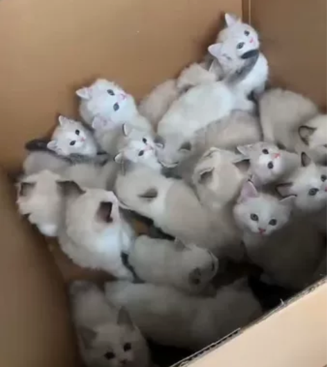 因为今年市场不好原因，猫舍经营不善，所有猫...