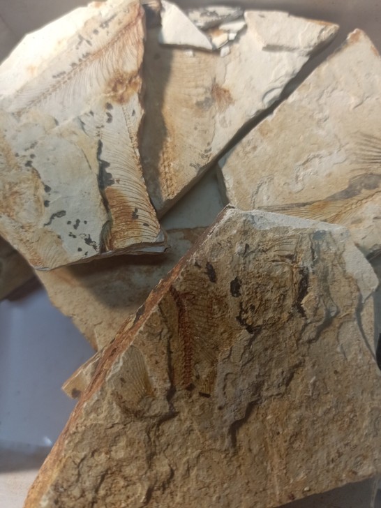 狼鳍鱼化石，辽宁朝阳的，可做化石入门和学习...