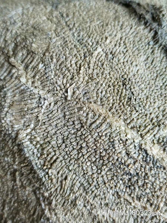 奇石~(点状化石)~自己在山上捡的奇石，近...