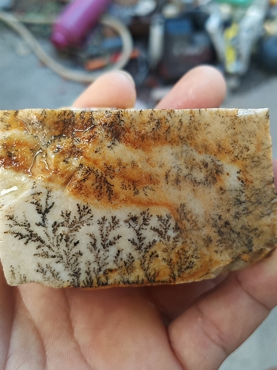 刚捡到化石
