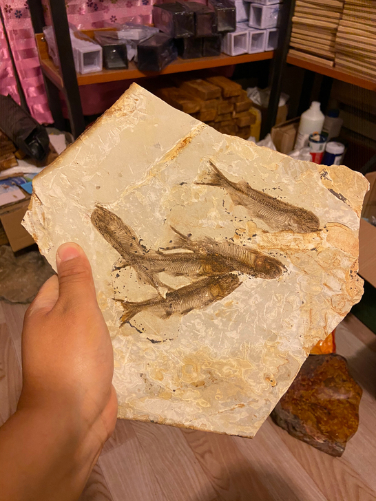 大狼鳍鱼化石 五鱼图 辽西化石古生物标本