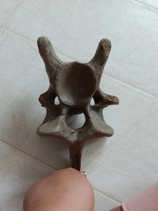 冰河时代,骨生物化石,笑脸