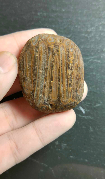 辉木化石，4.4*3.5*2.4
