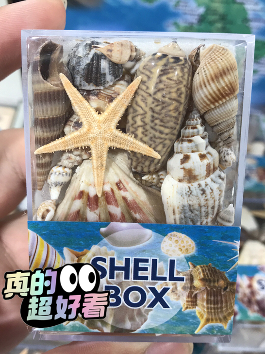 化石标本盒数量只有五盒售完下架